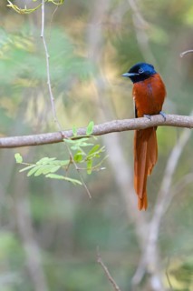 Senegal Paradise Flycatcher, (Terpsiphone rufiventer), Brufut woods, Brufut, South Bank, Gambia,