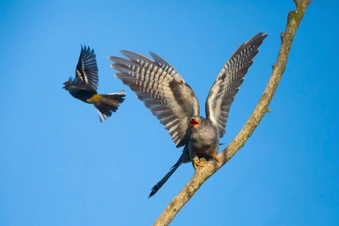 Common cuckoo (Cuculus canorus), male perched on a tree branch in spring, in a threatening pose,