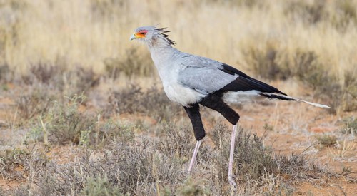 Secretary bird (Sagittarius serpentarius), S, Mountain Zebra National Park, Cradock, Western Cape,