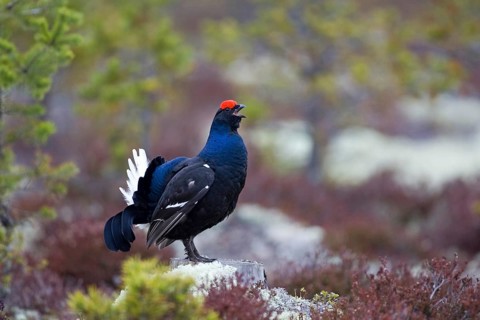 Scandinavia, Sweden, Black grouse in summer (Tetrao tetrix), Vesterberget, Hamra, Sweden, Europe