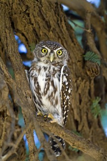 Little Owl (Glaucidium perlatum) in the daytime nesting site Kalahari South Africa