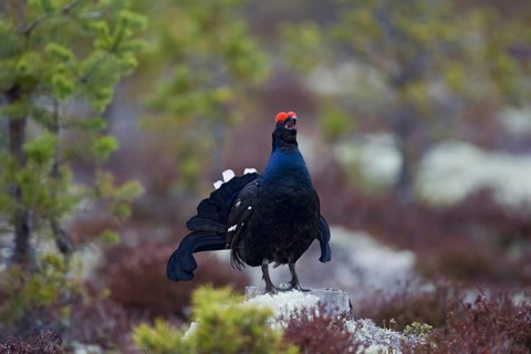 Black grouse, courtship behaviour, (Lyrrus tetrix), Hamra, Hamra, Sweden, Europe