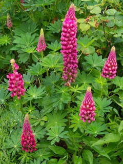 Garden Lupins (Lupinus Polyphyllus), pink and purple lupine flowers, covered in raindrops, in a