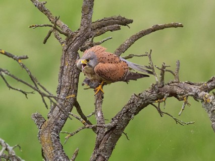 A kestrel perched on a twisted branch with prey in its talons, partially crouched, calling to