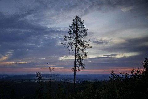 Symbolic photo on the subject of forest dieback. Bare trees at dawn on an area infested by the bark