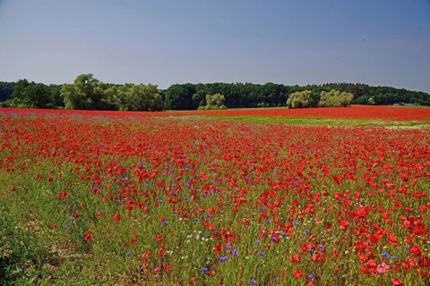 Europe, Germany, Mecklenburg-Western Pomerania, Poppy field near Göhren-Lebbin, Göhren-Lebbin,