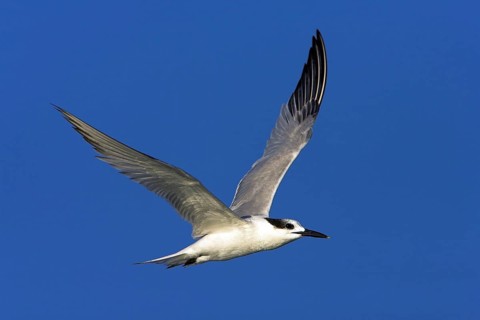 Sandwich tern (Sterna sandvicensis), Bowman's Beach, Sanibel Island, Florida, USA, North America