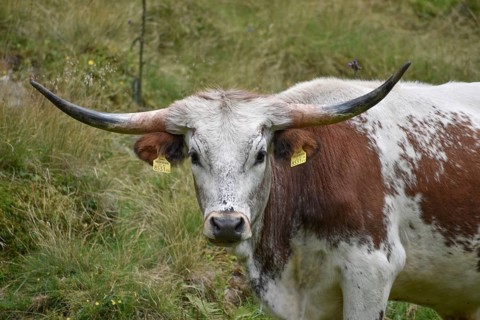 Texas Longhorn cattle on a mountain pasture near St. Nikolaus im Sölktal, Niedere Tauern, Styria,