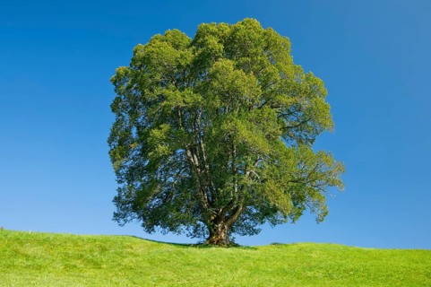 Large lime tree in Oberägeri, Canton Zug, Switzerland, Europe