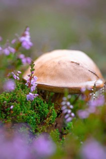 Orange birch bolete (Leccinum versipelle), common heather (Calluna vulgaris), heather, mushroom,