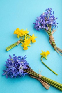 Spring snowdrop flowers bluebells, narcissus on blue pastel background. side view, close up, still