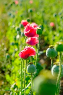 Poppy, (Papaver somniferum), poppy field, Waldviertel grey poppy, poppy village Armschlag,