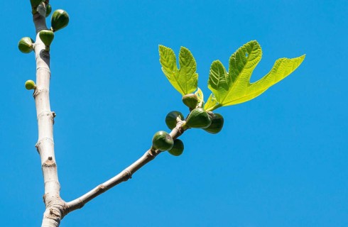 Young fig branch with fresh, green leaves and small figs, real fig (Ficus carica), also fig tree,