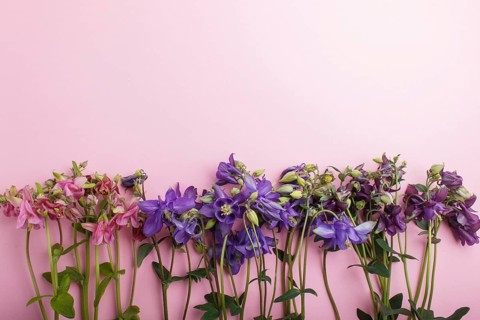Pink and purple columbine flowers on pastel pink background. Morninig, spring, fashion composition.