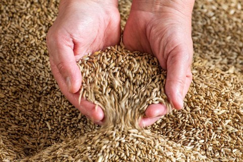 Grain in one hand, grain, harvest, harvest thanksgiving, agriculture, yield, Vechta, Lower Saxony,