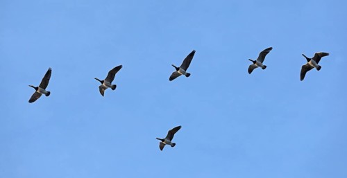 Flock of Barnacle Geese (Branta leucopsis), Goldhöft, Geltinger Birk, Gelting, Schleswig-Holstein,