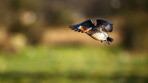 Eurasian Wigeon, (Mareca penelope) male in flight over marshes