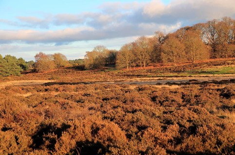 Winter landscape of deciduous trees and heather plants on heathland, Sutton Heath Suffolk, England,