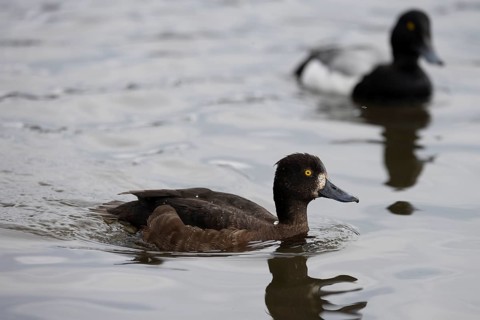 Greater scaup (Aythya marila), female with male, Reykjavik, Iceland, Europe