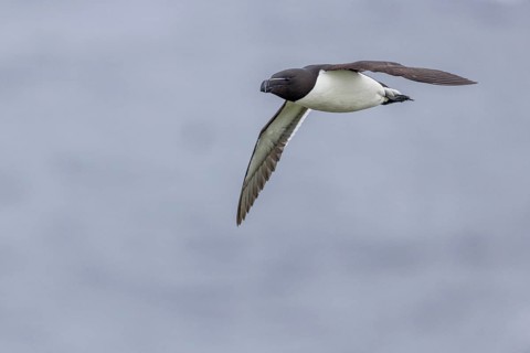Razorbill (Alca torda), flies, Grimsey Island, Iceland, Europe