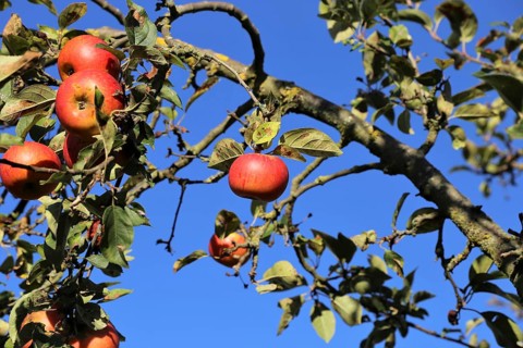 Ripe apple (or apples) on a tree in a meadow orchard in autumn