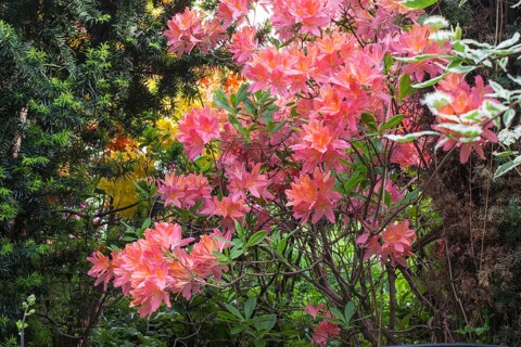 Decorative trees. shrubs and flowers in the garden: rhododendron, ferns, orchids. Beautiful