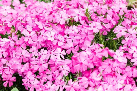 Beautiful pink phlox flower bloom in the garden. Close up, fragility and summer concept