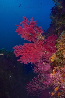 Violescent sea-whip (Paramuricea clavata), dive site peninsula Giens near Hyères, Mediterranean
