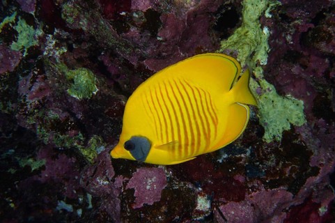 Bluecheek butterflyfish (Chaetodon semilarvatus), dive site House Reef, Mangrove Bay, El Quesir,