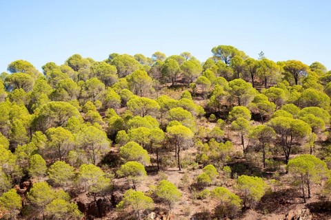 Forest of stone or umbrella pines, Pinus pinea, Rio Tinto river valley, Minas de Riotinto, Huelva,
