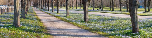 Scilla blossom in the Georgengarten in Hanover, landscape, panorama, people as accessories,