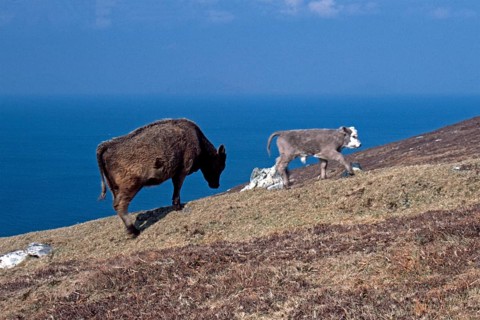 Cow, calf, sea, Dursey Island, Beara Peninsula, County Cork, Republic of Ireland, April 1996,