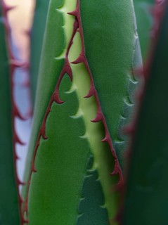 Macro photograph of a Ghiesbreght's Agave (Agave ghiesbreghtii)