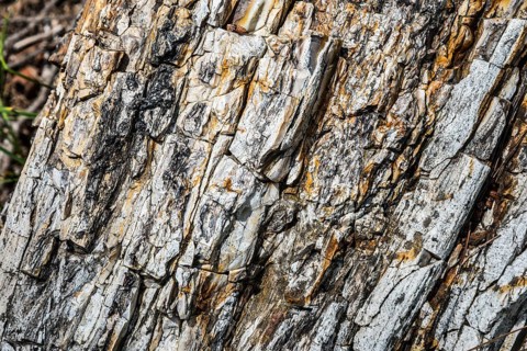 Detailed view of the textured surface of a fossilised tree trunk, Petrified Forest, Lefkimis,