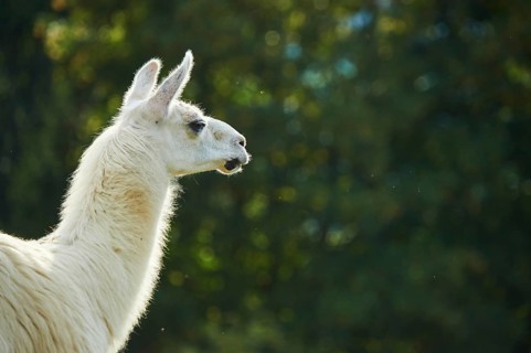 Llama (Lama glama), portrait, Tirol, Kitzbühel, Wildpark Aurach, Austria, Europe
