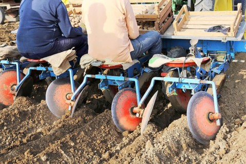 Agriculture potato cultivation and potato plants (Ludwigshafen, Rhineland-Palatinate)