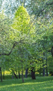 Blooming apple trees in spring park