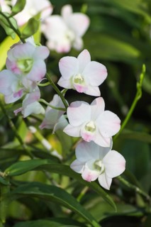 White orchid flowers with green background in the botanical garden in Singapore