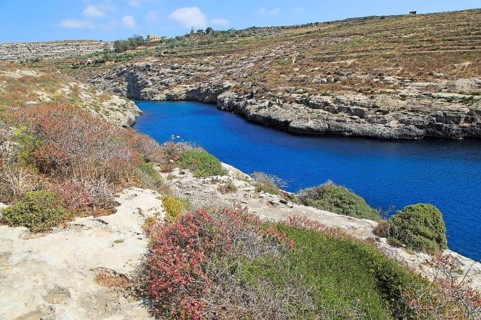 Limestone barrique vegetation Mgarr ix-Xini coastal inlet, island of Gozo, Malta, Europe