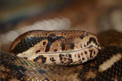 Common northern boa (Boa constrictor imperator), captive, occurring in Central and South America
