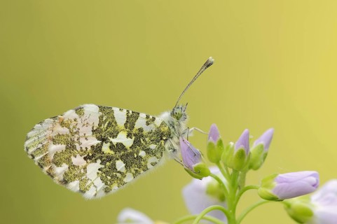 Orange tip (Anthocharis cardamines), male on inflorescence of cuckoo flower (Cardamine pratensis),