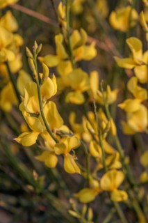 Common broom (Cytisus scoparius), Tuscany, Italy, Europe