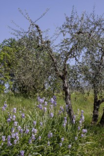 Irises in front of olive trees, Tuscany, Italy, Europe