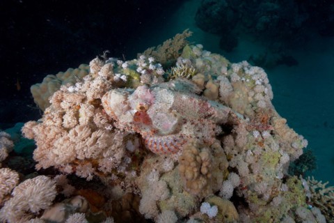 Well camouflaged tassled scorpionfish (Scorpaenopsis barbata), dive site Marsa Shona Reef, Egypt,