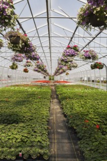Rows of mauve Petunias in hanging baskets plus red flowering Pelargonium 'Eric Hoskins', Geranium