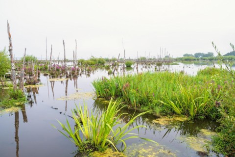 Wetland landscape view with old tree trunks and flowering purple loosestrife (Lythrum salicaria)