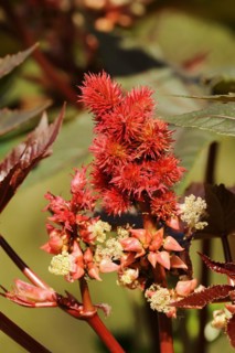 Castor oil plant (Ricinus communis), fruit stand, North Rhine-Westphalia, Germany, Europe