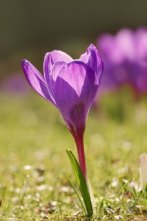 Flowering crocus (Crocus spec.) in spring, North Rhine-Westphalia, Germany, Europe