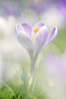 Flowering crocus (Crocus spec.) in spring, North Rhine-Westphalia, Germany, Europe