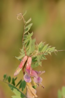 Narrow-leaved vetch (Vicia angustifolia), flowers, Provence, southern France
